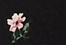 Deirdre Ditsy Floral V2 Heather Rose - Veelkleurig - Ellory jurk