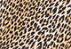 Leopard - Multi-Color - Marietta Slip Dress