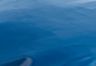Gibralter Sea - Blue - Retro Puffer