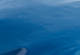 Gibralter Sea - Blå